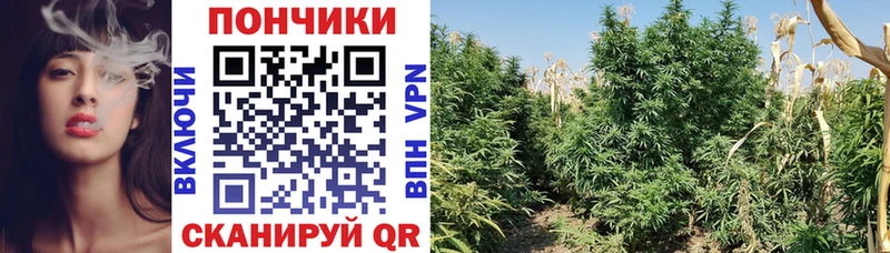 Конопля сатива  MEGA ONION  Касли 